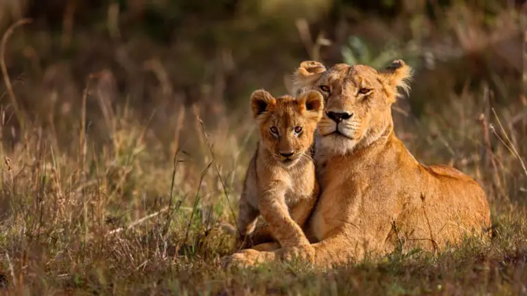 Lioness and cub, Tanzania