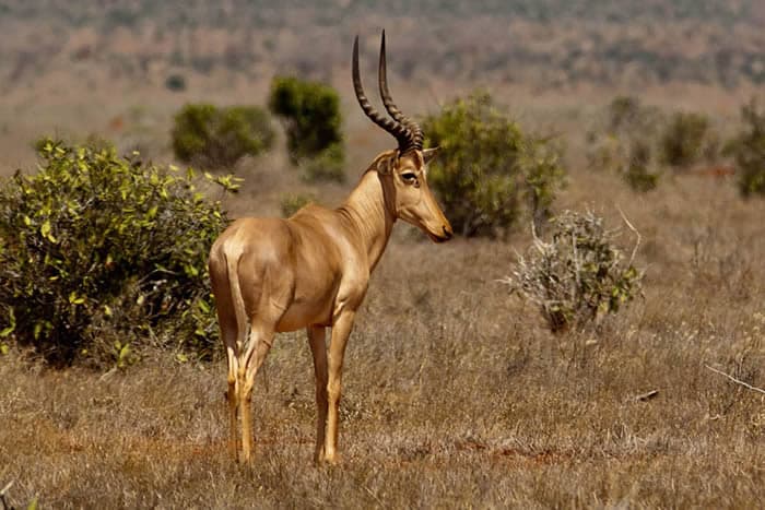 The Endangered species in Kenya, Hirola