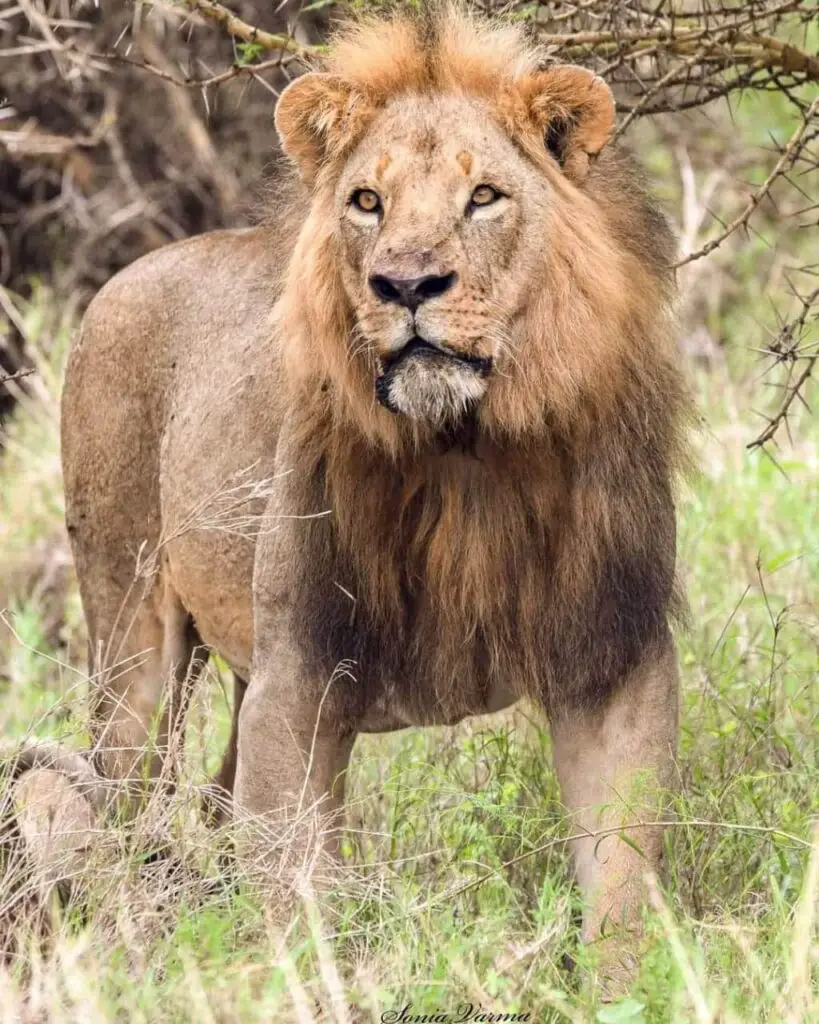 King Mpakasi at Nairobi National Park Image Sonia Varma