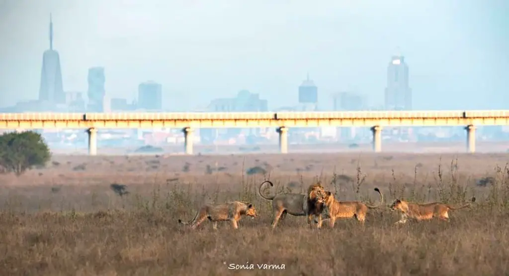 Nairobi National Park Tour, Image Sonia Varma