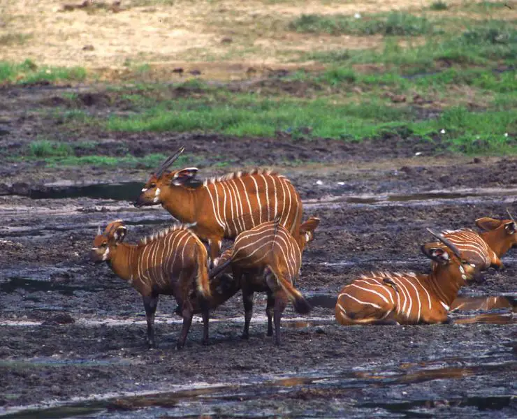 A herd of Mountain Bongo in Kenya.
