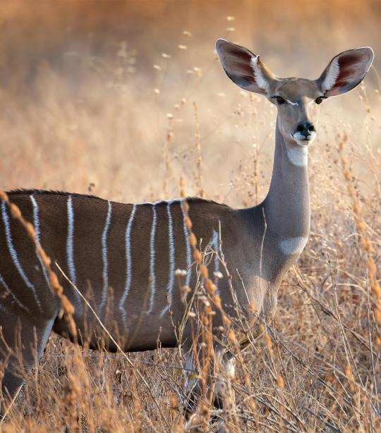 The Endagered Kudu- Female, Image Courtesy