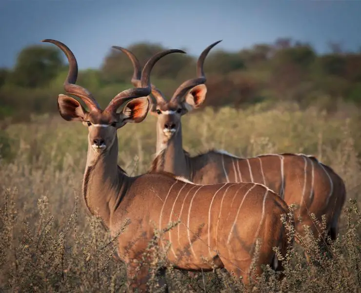 The Endangered species in Kenya, Kudu- Male image courtesy.