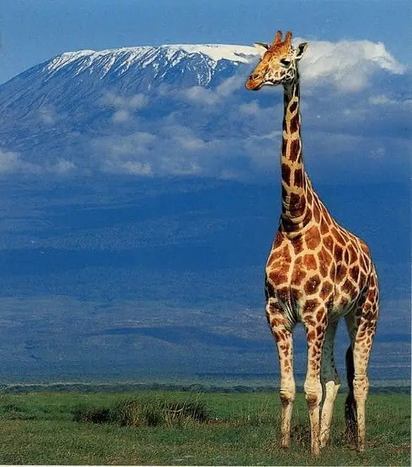 Giraffe with a clear View of Mt Kilimanjaro, Tanzania