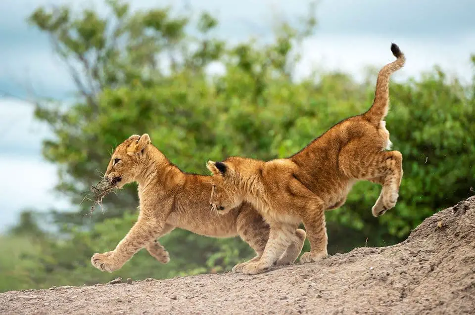 Cubs Playing at the Masai Mara (How much does a Kenyan Safari cost?) Image Courtesy