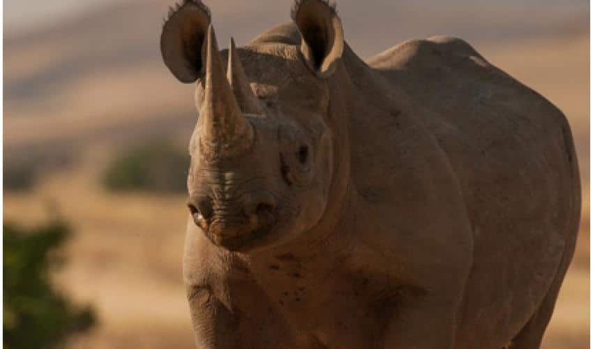 The Endangered Black Rhino in Kenya: Image Courtesy