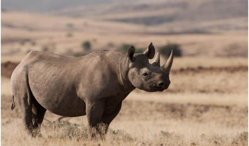 Black Rhino at Nairobi National Park, Image Courtesy