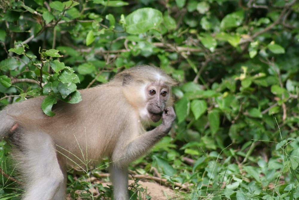 The Tana Mangabey