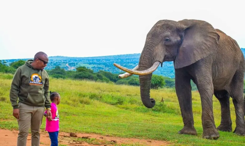 Bupa The Elephant at Ol jogi Wildlife Conservancy