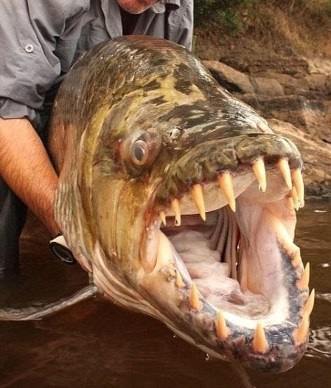 Goliath Tiger Fish at Lualaba River