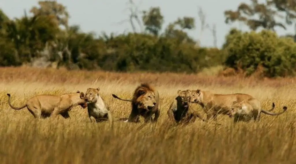 LIONS- Rwandas Akagera National Park