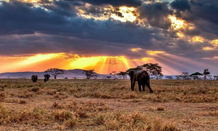 Natural Attraction in Tanzania, Serengeti Plains