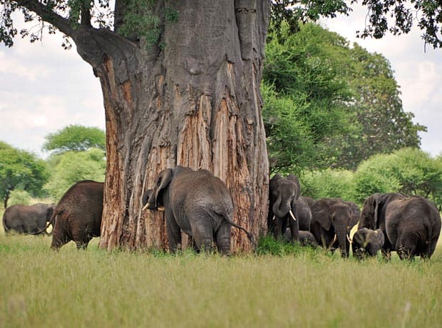 Tarangire National Park