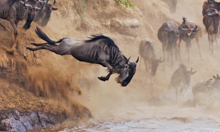 The-Great-Wildebeest Migration