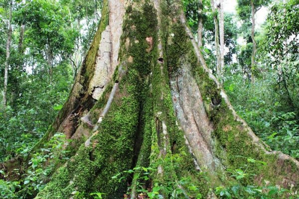 One of the Uganda Tourist Attractions Mabira Forest.