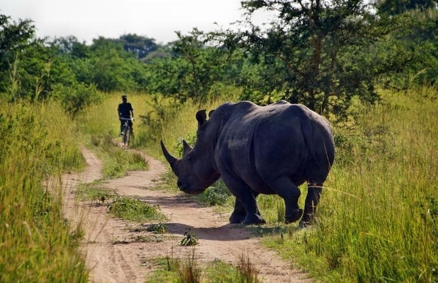 Rhino at Ziwa Rhino Sanctuary