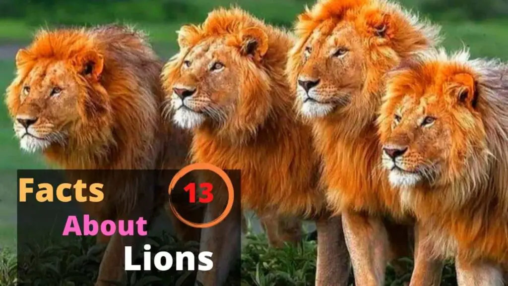 Lion Facts - Image Pinterest