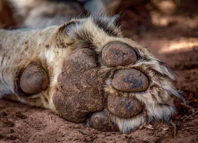 Lion paw , photo by Jaymin Patel.