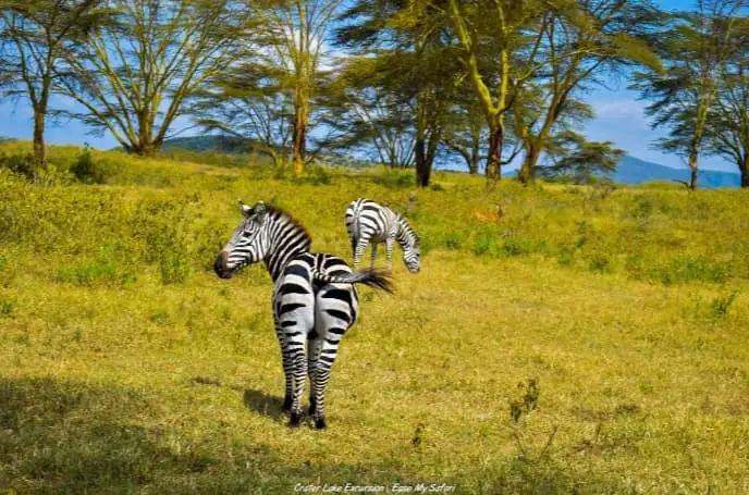 Zebras at Crater Lake in Naivasha