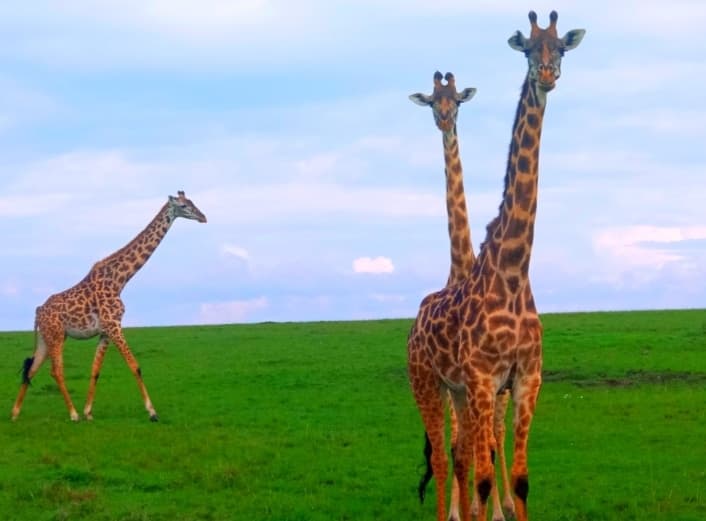 Maasai Giraffe at Masai Mara National Reserve