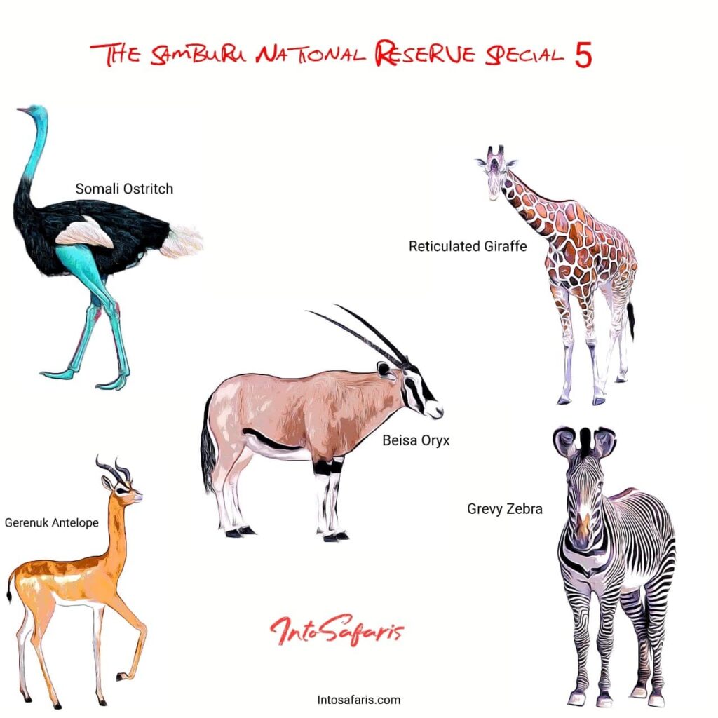 The Special 5 Animals -Samburu National Reserve
