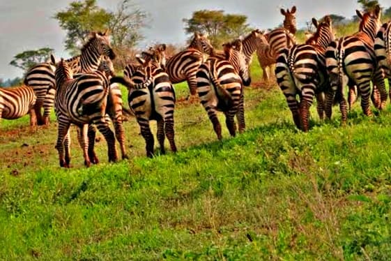 Zebras at Mwingi National Reserve