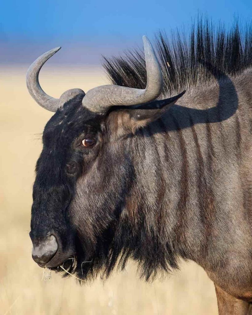 Facts About the wildebeest Migration.