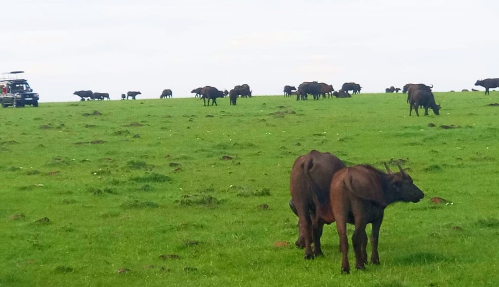 Facts about African Buffalos Population.