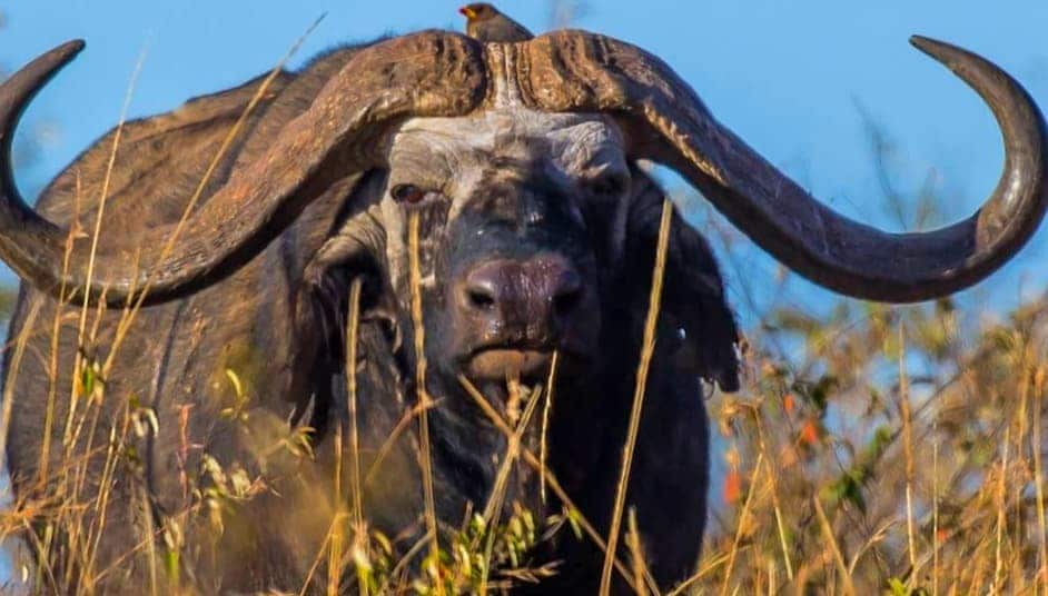 Facts about Cape Buffalos