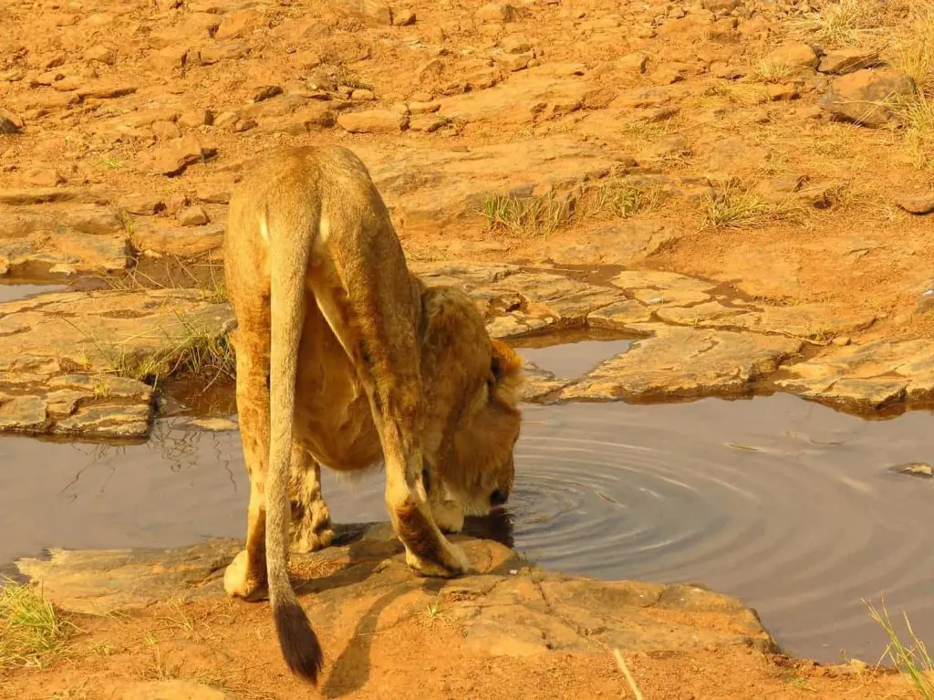 Lioness at Nairobi National Park quenching herself
