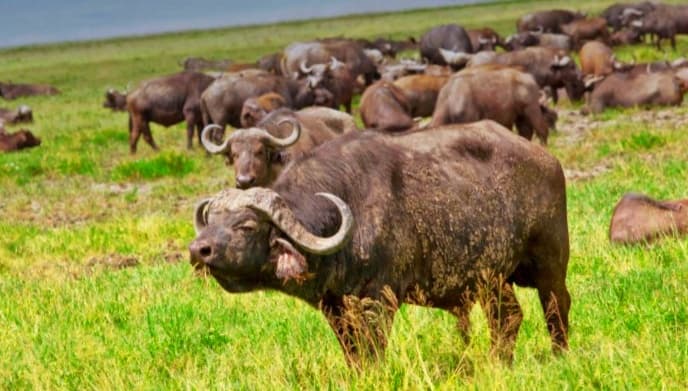 The Cape Buffalos are gregarious.