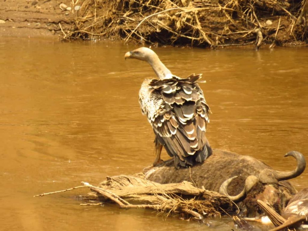 Vultures pounding on a Dead Wildebeest