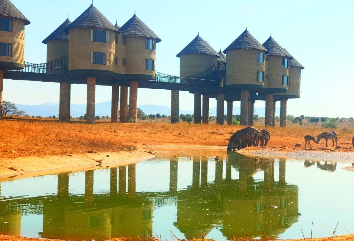 Salt Lick Safari Lodge 8 things you ought to know before Visit