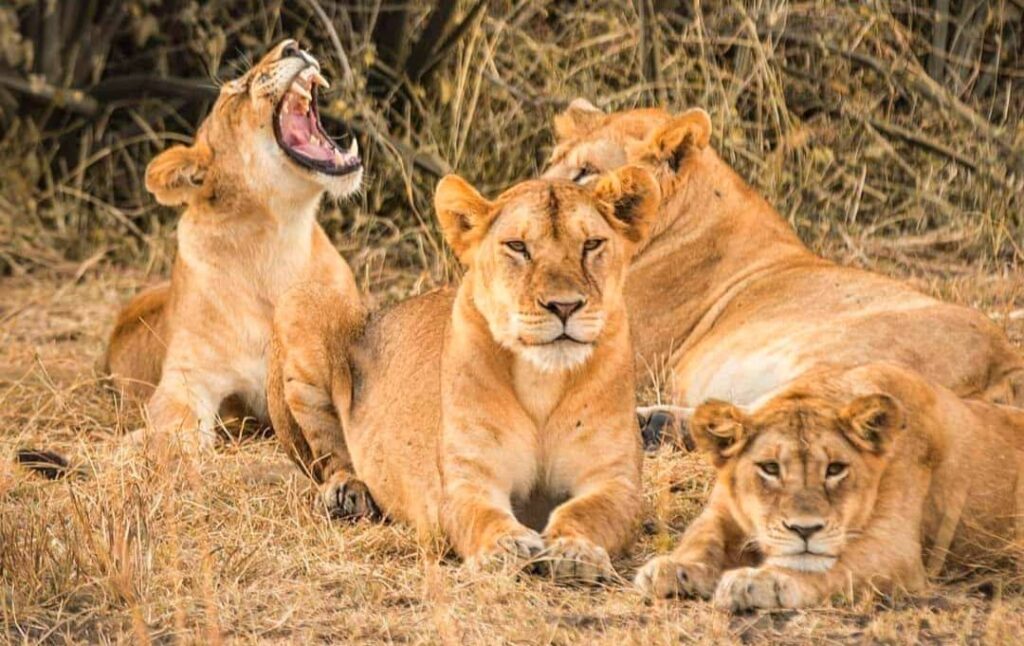 Lions of Serengeti National Park