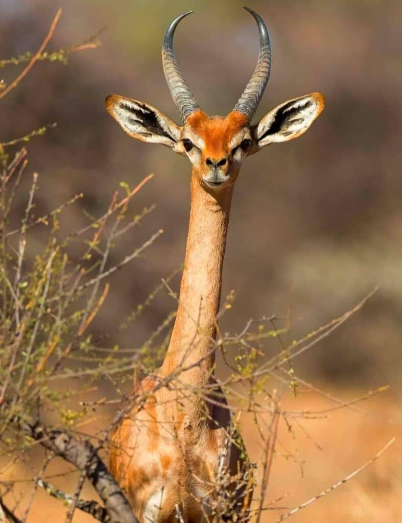 One of the Special 5 gerenuk antelope at Samburu National Park