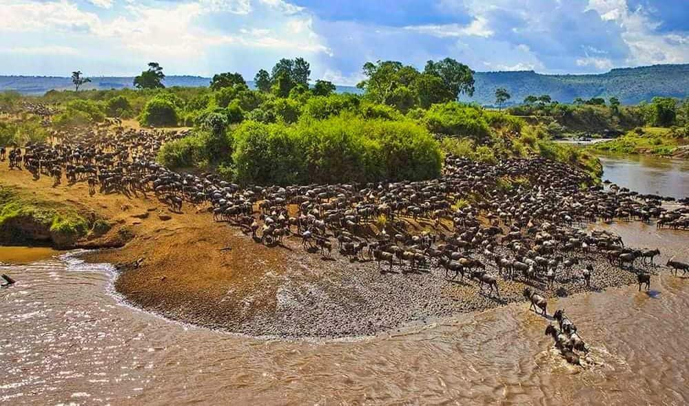 Wildbeest Migration in Masai Mara National Reserve