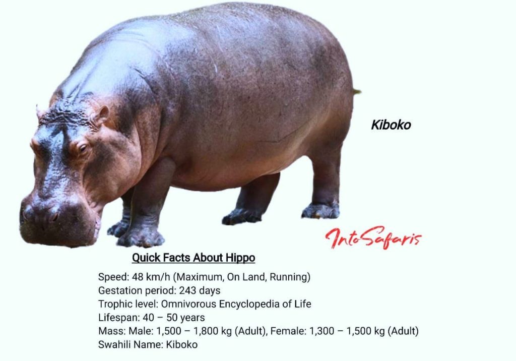 71 wildlife animal names in Swahili. The Ultimate Safari Guide