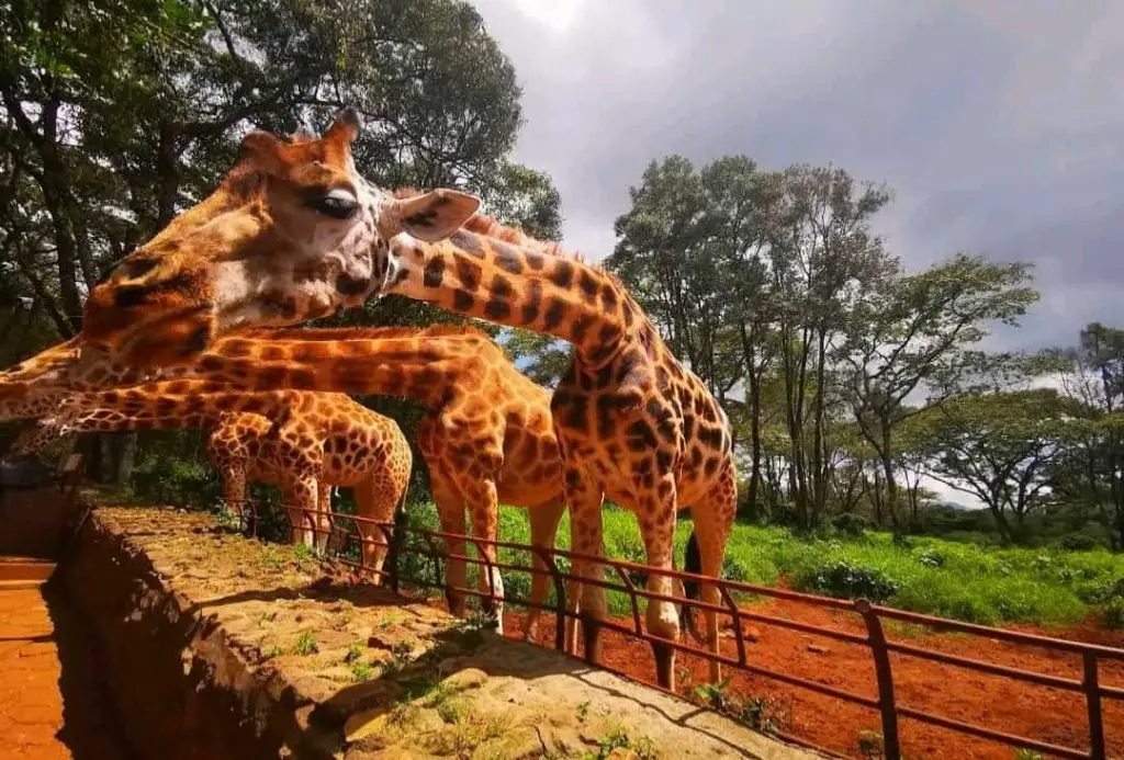 One of the main Nairobi Tourist Attractions - Giraffe Centre