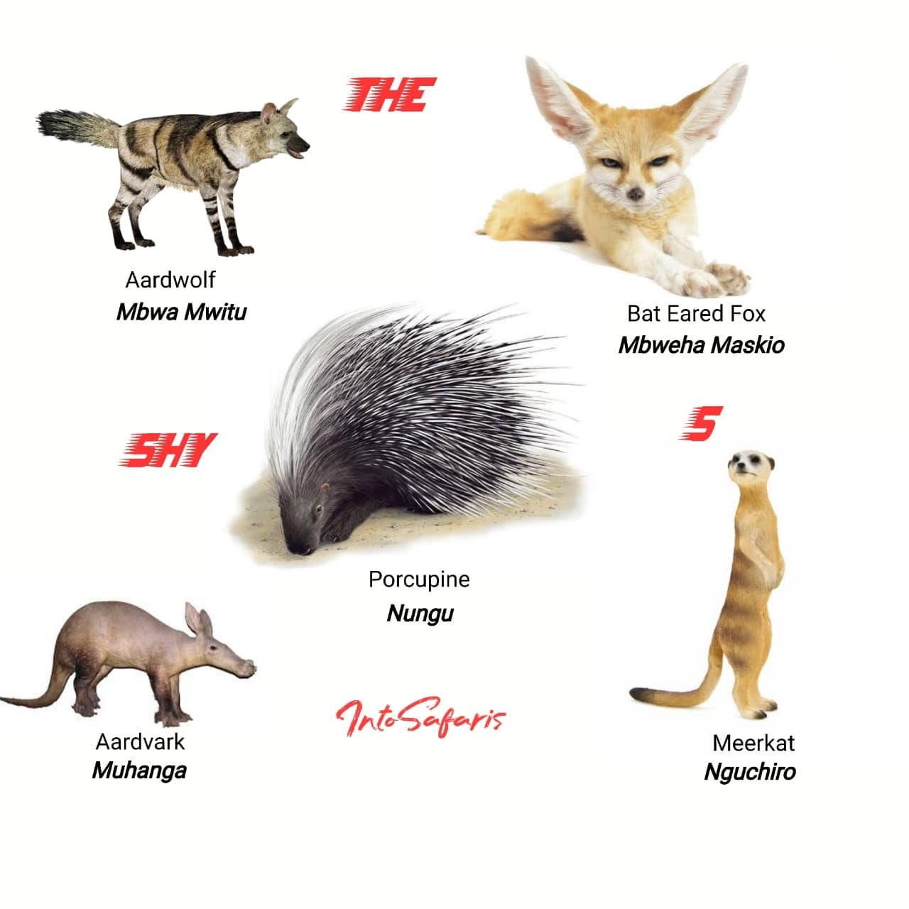 71 wildlife animal names in Swahili. The Ultimate Safari Guide