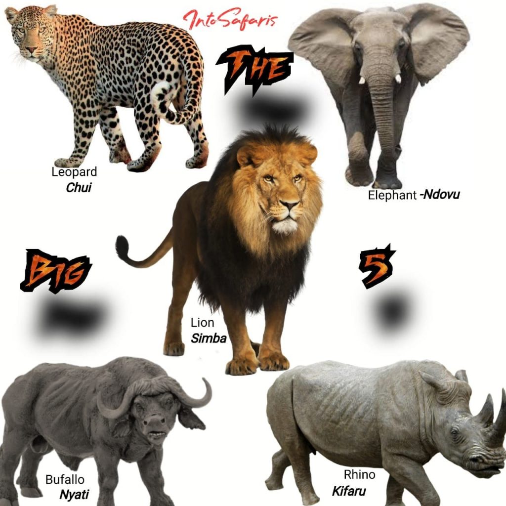 71 wildlife animal names in Swahili. The Ultimate Safari Guide