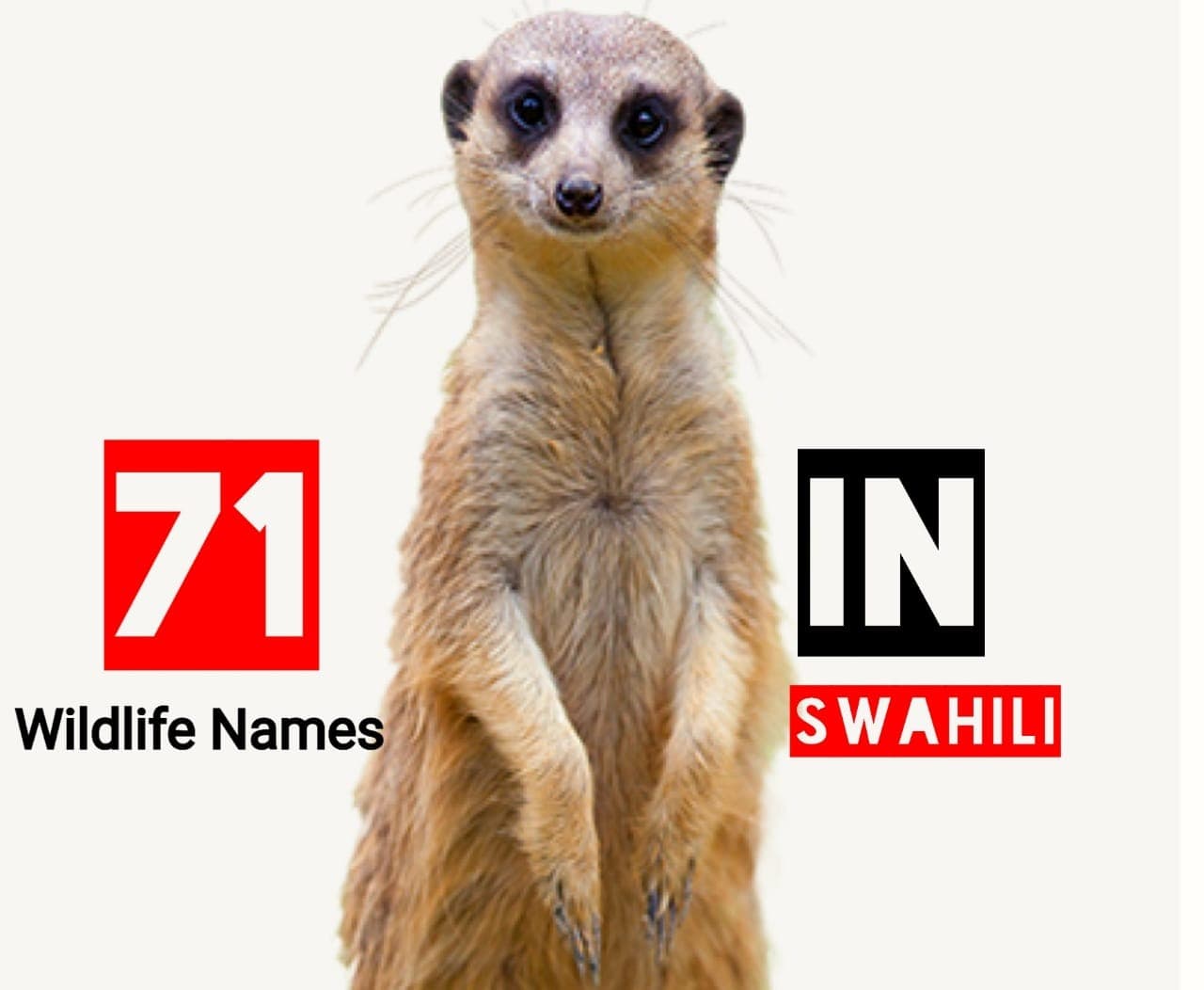 71 wildlife animal names in Swahili. The Ultimate Safari Guide