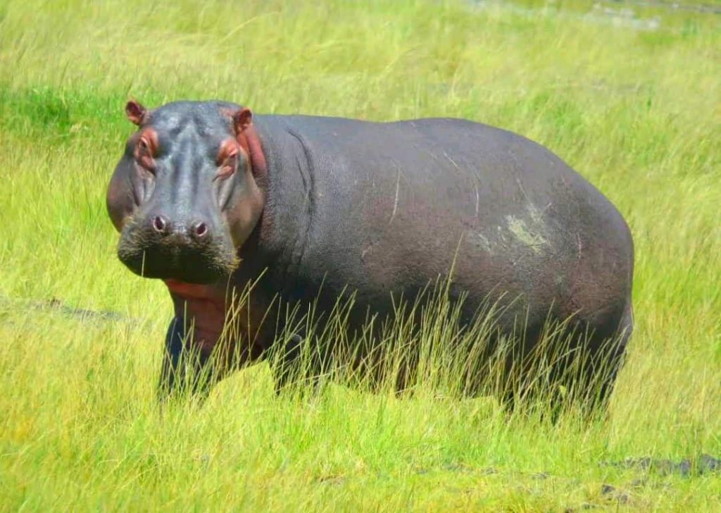 Hippo at Soysambu Conservancy.