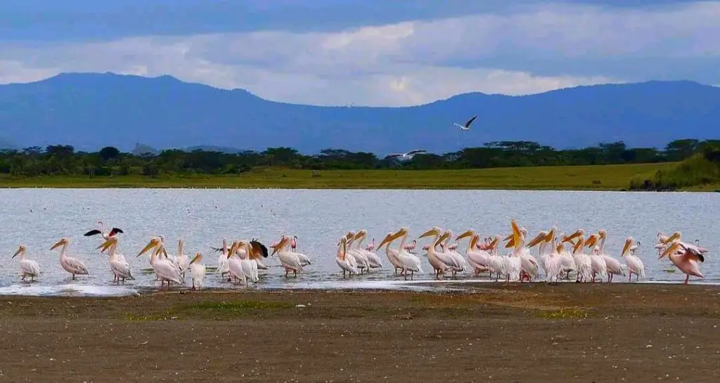 Pelican Birds at Lake Elementaita