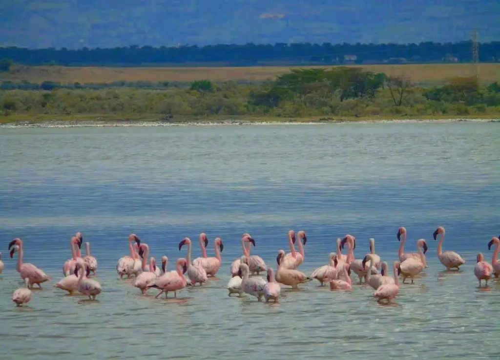 The Pink Flamingo Lake Elementaita