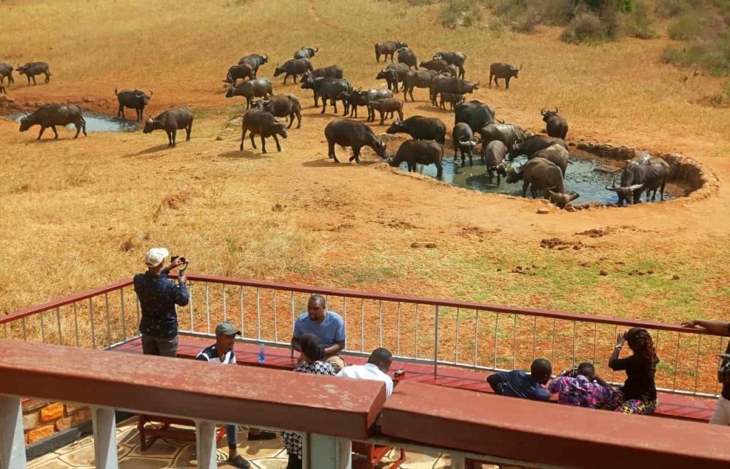 Water hole at Ngulia Safari Lodge