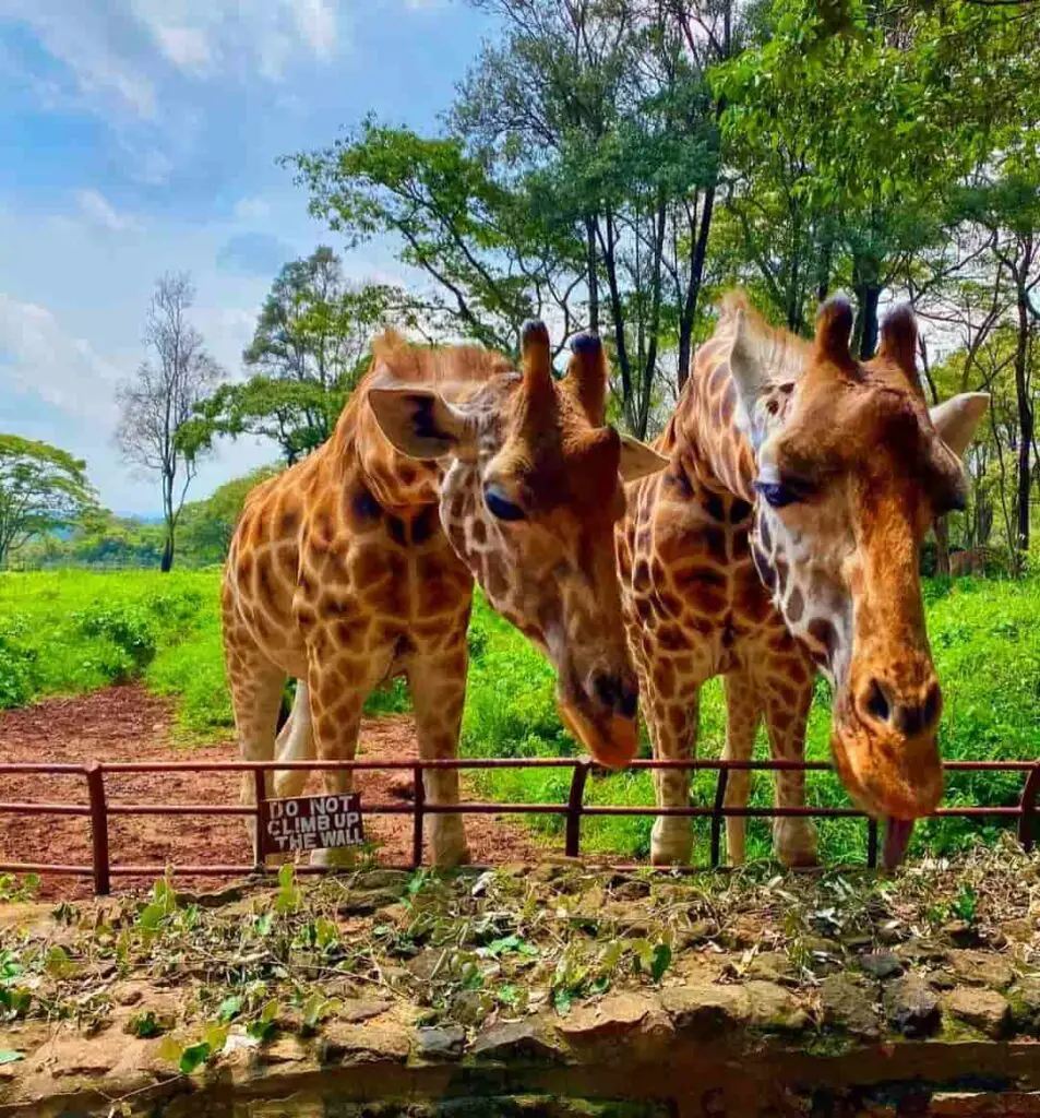 Giraffe Centre Nairobi Activities