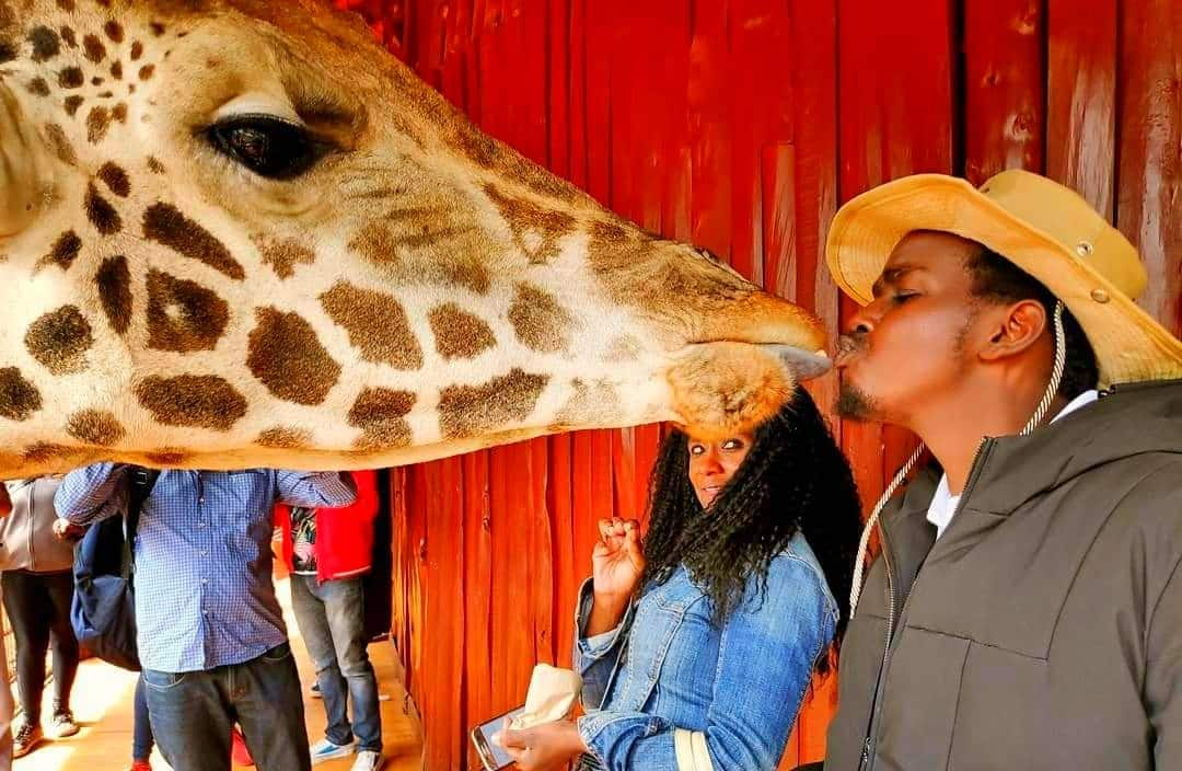 Giraffe Centre Nairobi All You Need To Know 2024 25 Into Safaris   Giraffe Centre Nairobi 