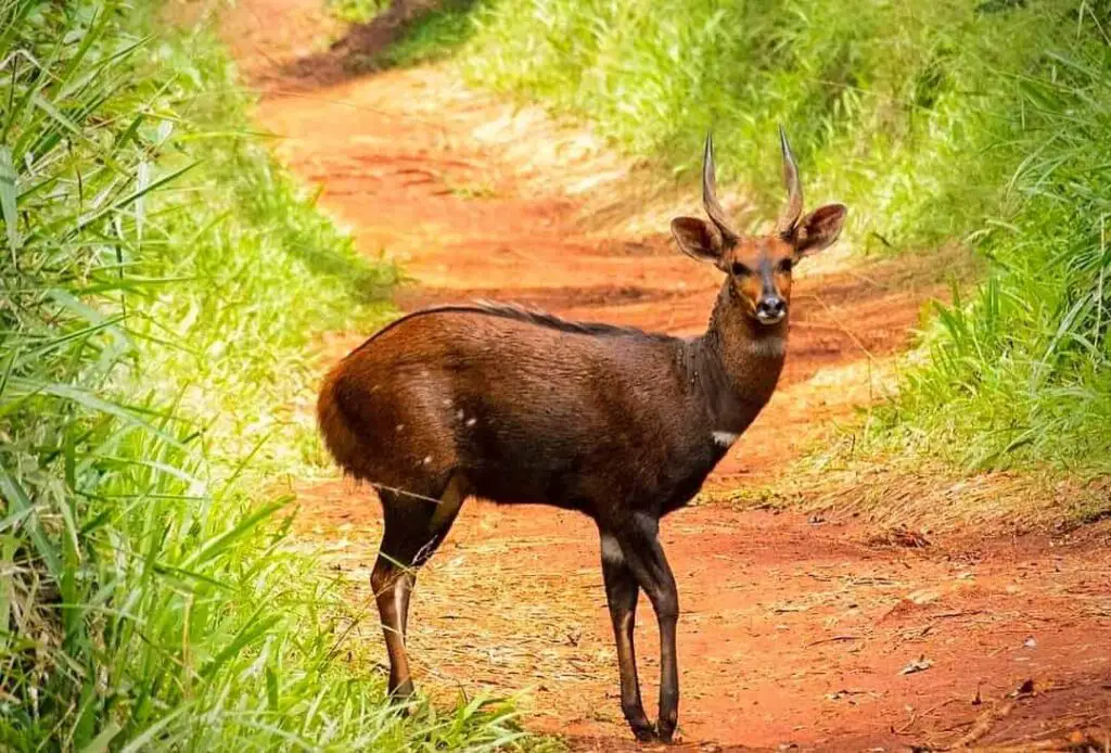 Bushbuck at Karura Forest Reserve