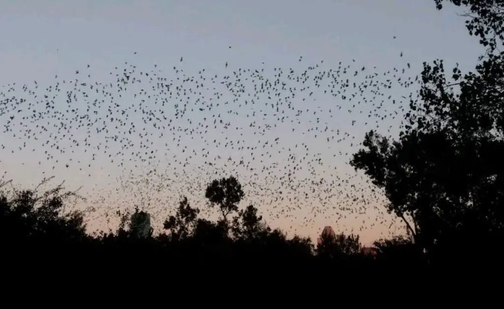 Free things to do in Houston Tx - Visit the BAT Colony at Waugh Bridge