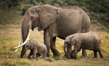 Amboseli 3 Days Safari Package from Nairobi
